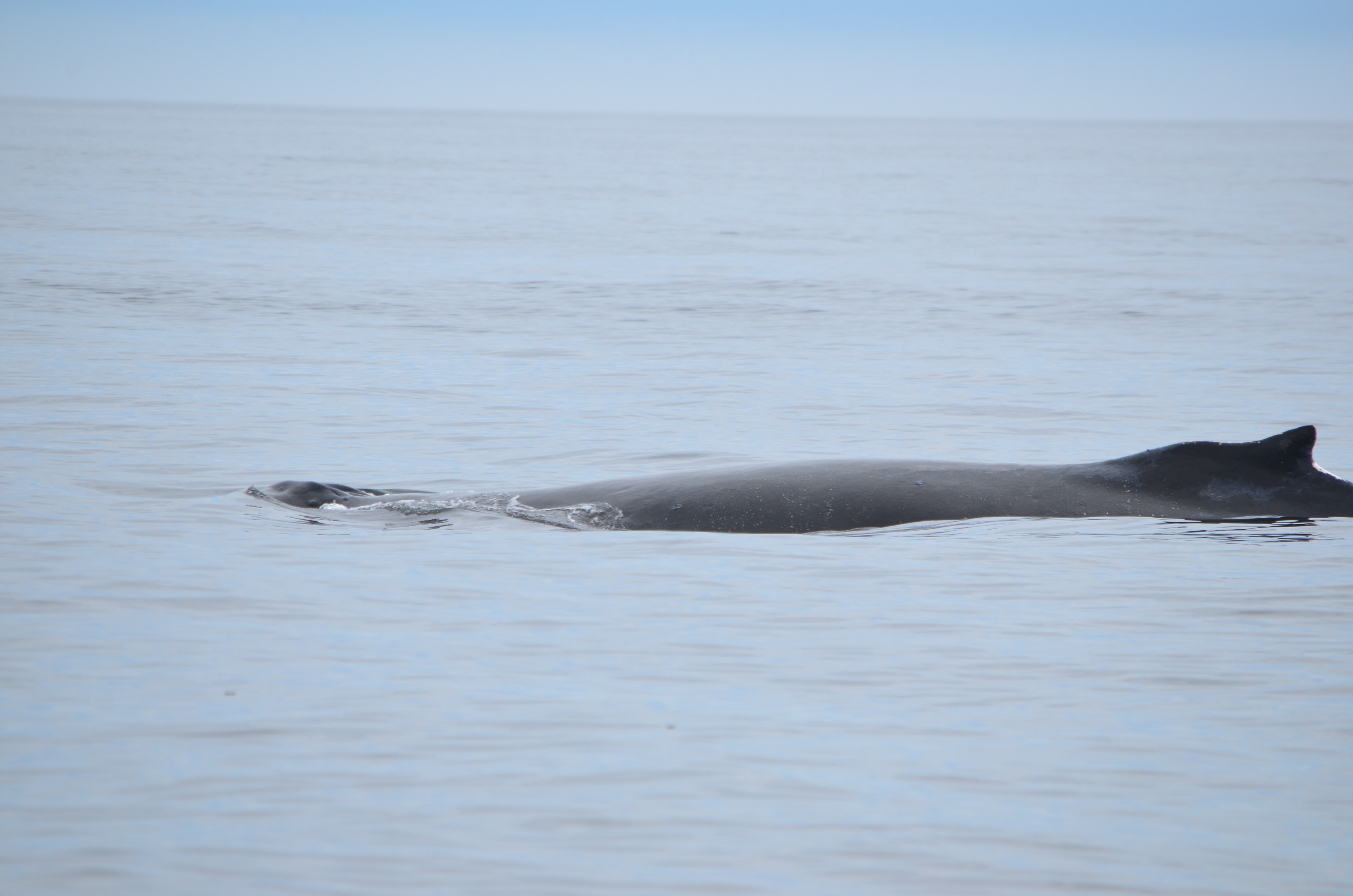 photos/wildlife/Mammal_Species/Humpback Whale/DSC_0105.JPG